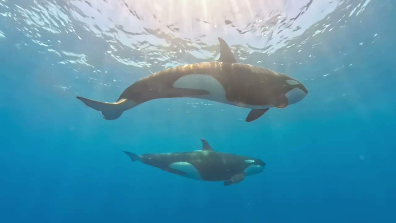 1 Week Trip Video - 2025 Season