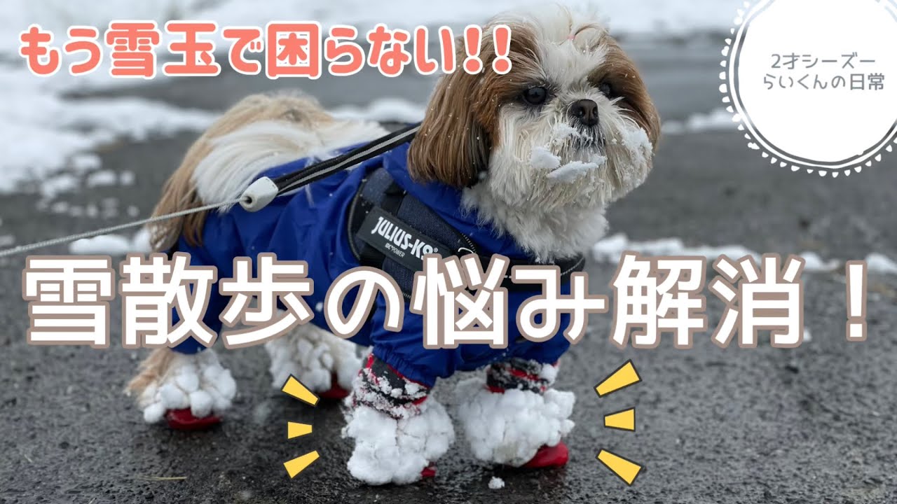 2才シーズー 雪玉の悩み解消 買ってよかったスノーウェア Youtube