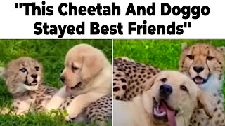 THE MOST WHOLESOME MEMES