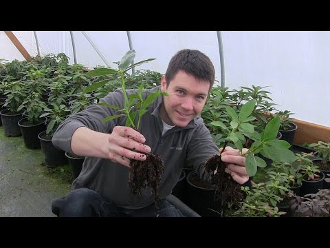 Vídeo: Métodos de Propagação Pieris - Aprenda como e quando propagar uma planta Pieris