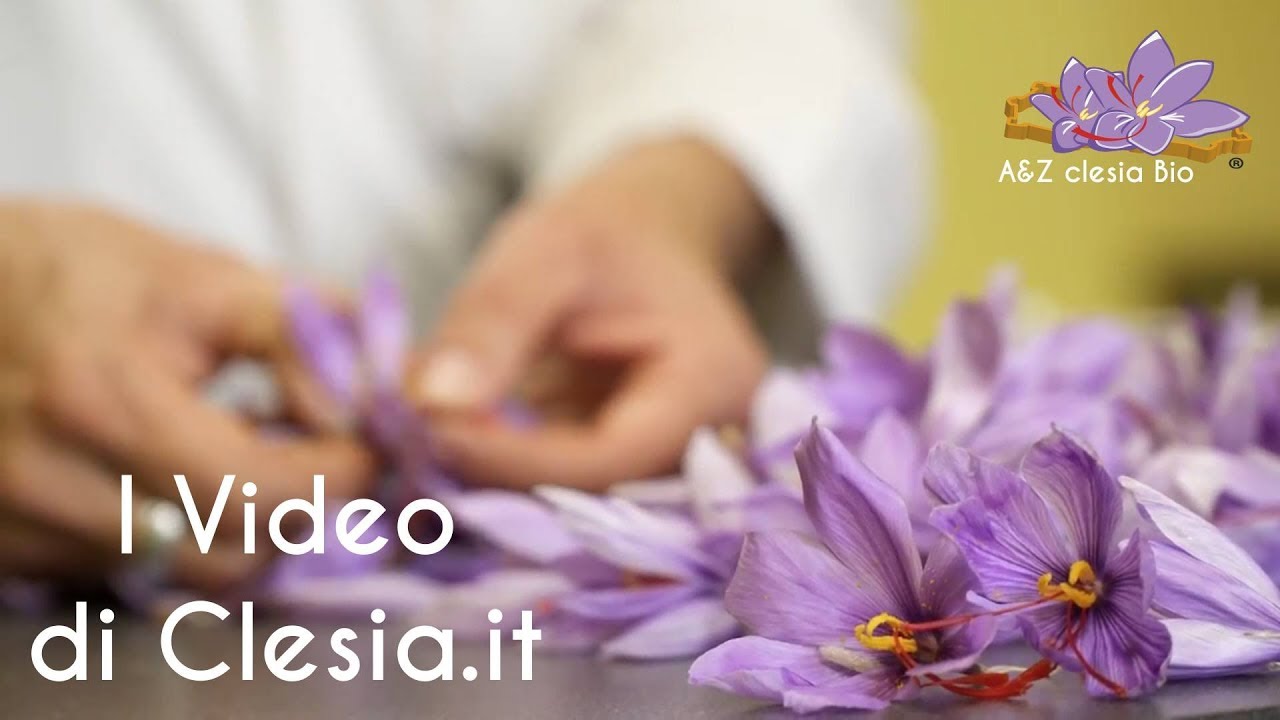Semina e Impianto Bulbi di Zafferano 2018 Spunti e Consigli