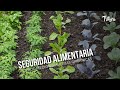 Seguridad alimentaria por medio de huertas orgánicas - TvAgro por Juan Gonzalo Angel