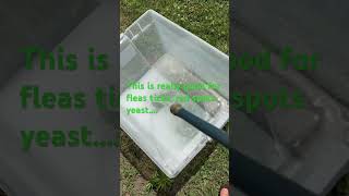 How you get rid of fleas and ticks #ticksafety #flea #puppy #cutepuppy #doggielife