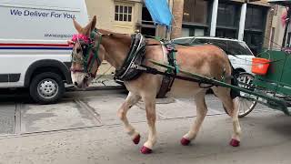 IMG 5499