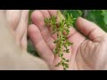 Обзор виноградника 1ч. Виноград Зевс, Помпеи, Пандора... и.т.д