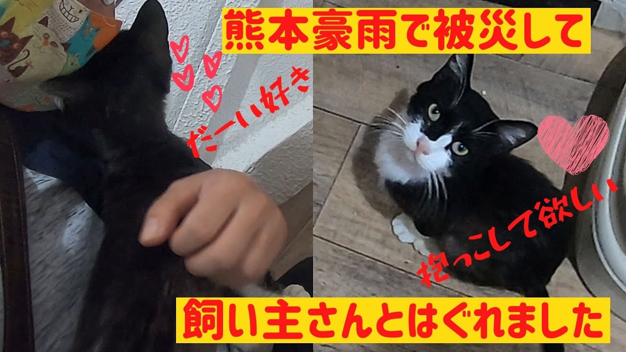 熊本豪雨で被災した白黒靴下猫のご紹介 飼い主さんに届け Youtube