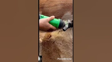 shearing a overgrown #sheep #shorts satisfying reaction video #trending