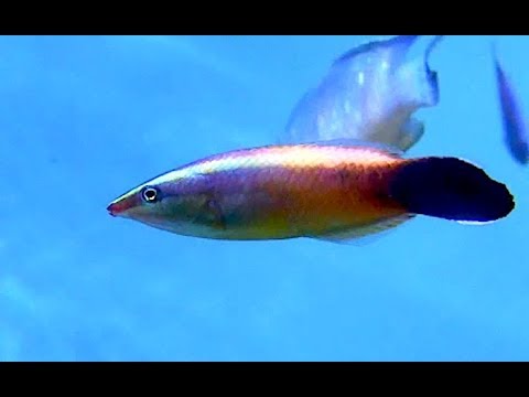 クチベニソメワケベラ Redlip cleaner wrasse Labroides rubrolabiatus