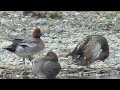 Z0029 Oita River The usual members One male Wigeon Pair of Gadwalls.