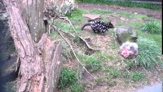 Eastern Quoll at Cradle Mountain Tasmanian Devil Sanctuary