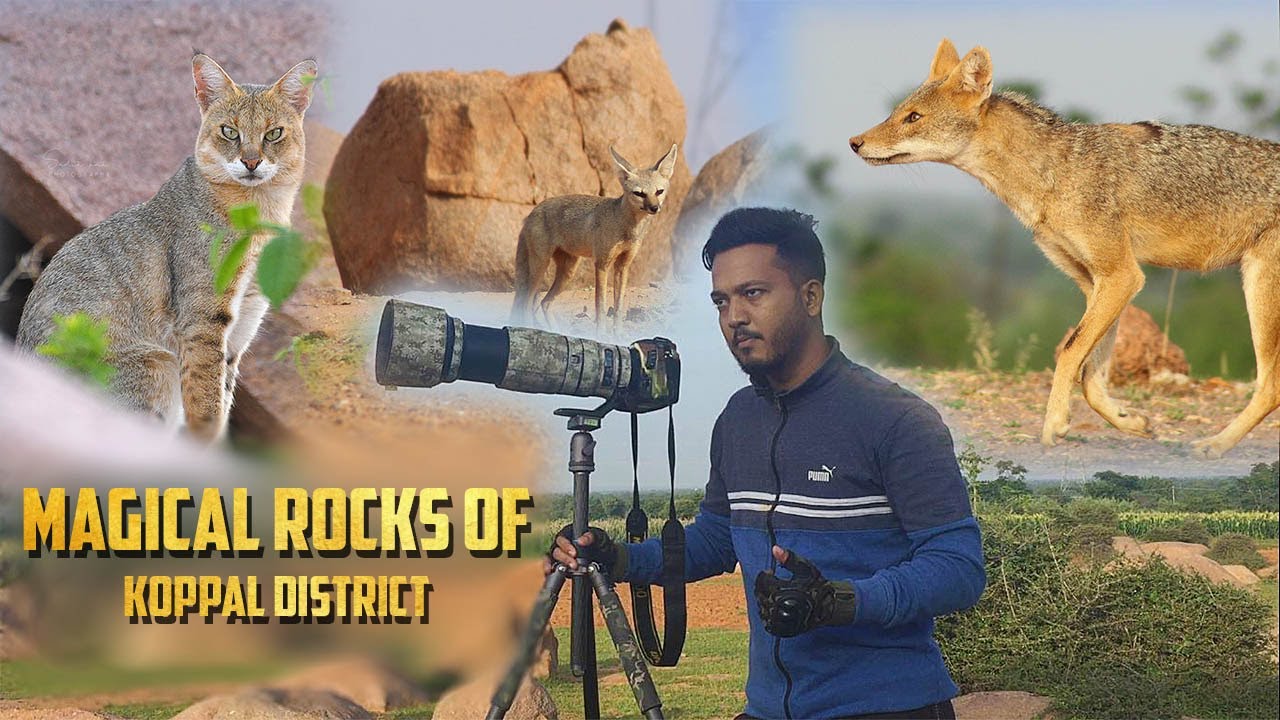 Amazing Sighting | Jungle Cat | Bengal Fox | Golden Jackal | Wildlife