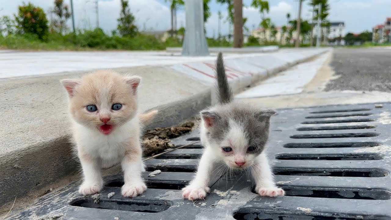 The adorable kittens wobbled towards me and stopped at my feet, as if they wanted to be adopted!