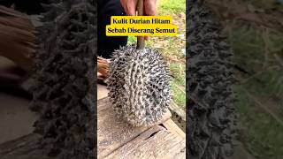Kenapa Kulit Durian Bisa Hitam Kalau Diserang Semut⁉️ Ternyata Ini Rahasianya‼️