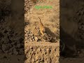 tiger attack on innocent animal