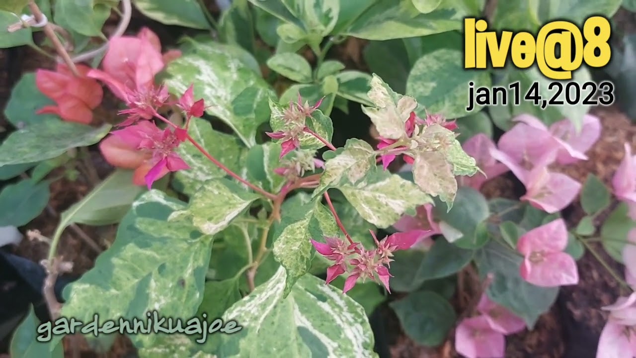 SATURDAY SALE  SALE Tonight at 8pm JANUARY 14,2023 LIVE SELLING RARE TO SUPER TOP RARE