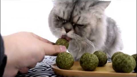 catnip ball by PETSTORY