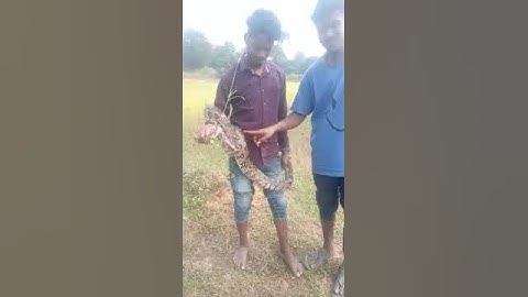 Ajgar saap ko pakda khatrnak tarike se