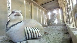 Кабкхоро Хокда мондем 2020 Горная Куропатка (Кеклик) в Таджикистане Памир 2020 Keklik , Partridges
