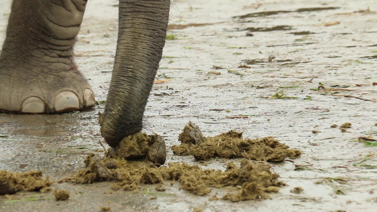 Elephant eats its own poop YouTube
