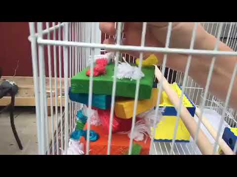 Getting my new birds + supplies