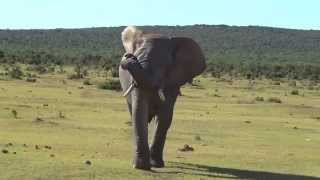 The Gentle Giants of Africa - African Safari