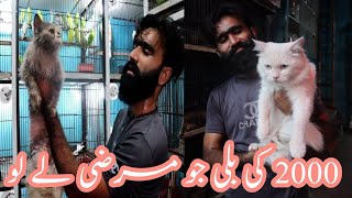 Zee Pets Shop Faisalabad All Cats Available With Cheap Rate