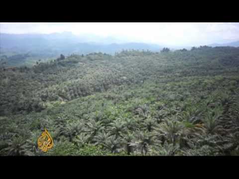 How Much Of Indonesia Is Rainforest