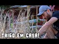 Plantamos TRIGO e transformamos em FARINHA! - Chácara SV