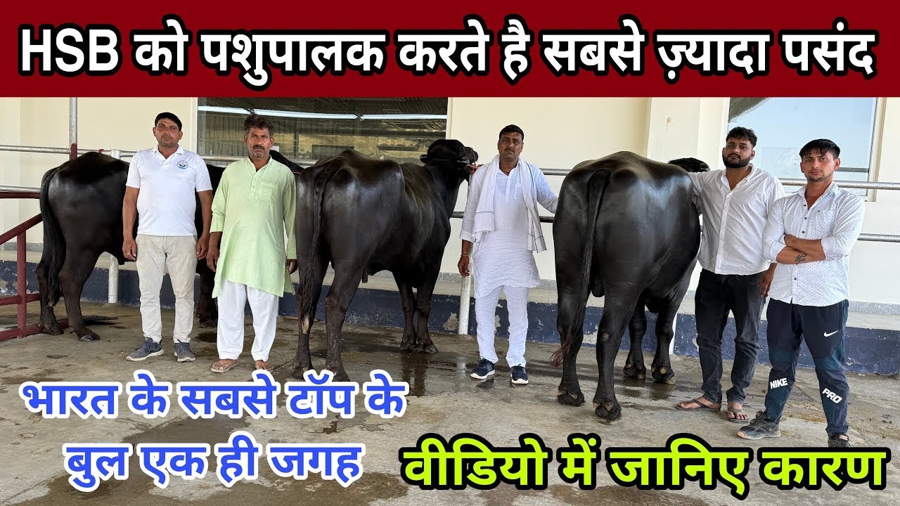 वो मुर्राह बुल जिनके है 6 पीढ़ियों के रिकॉर्ड💪HSB Bull Fauji, Simbha and Samrat