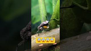Planthopper Insect at mountain. #insects #animals #nature #shorts