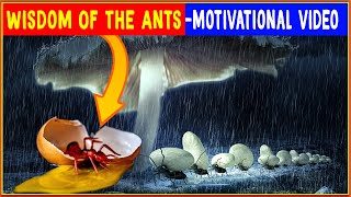 Wisdom Of The Ants - Ants Mentality - Best Motivational Video -Happy selfhelp