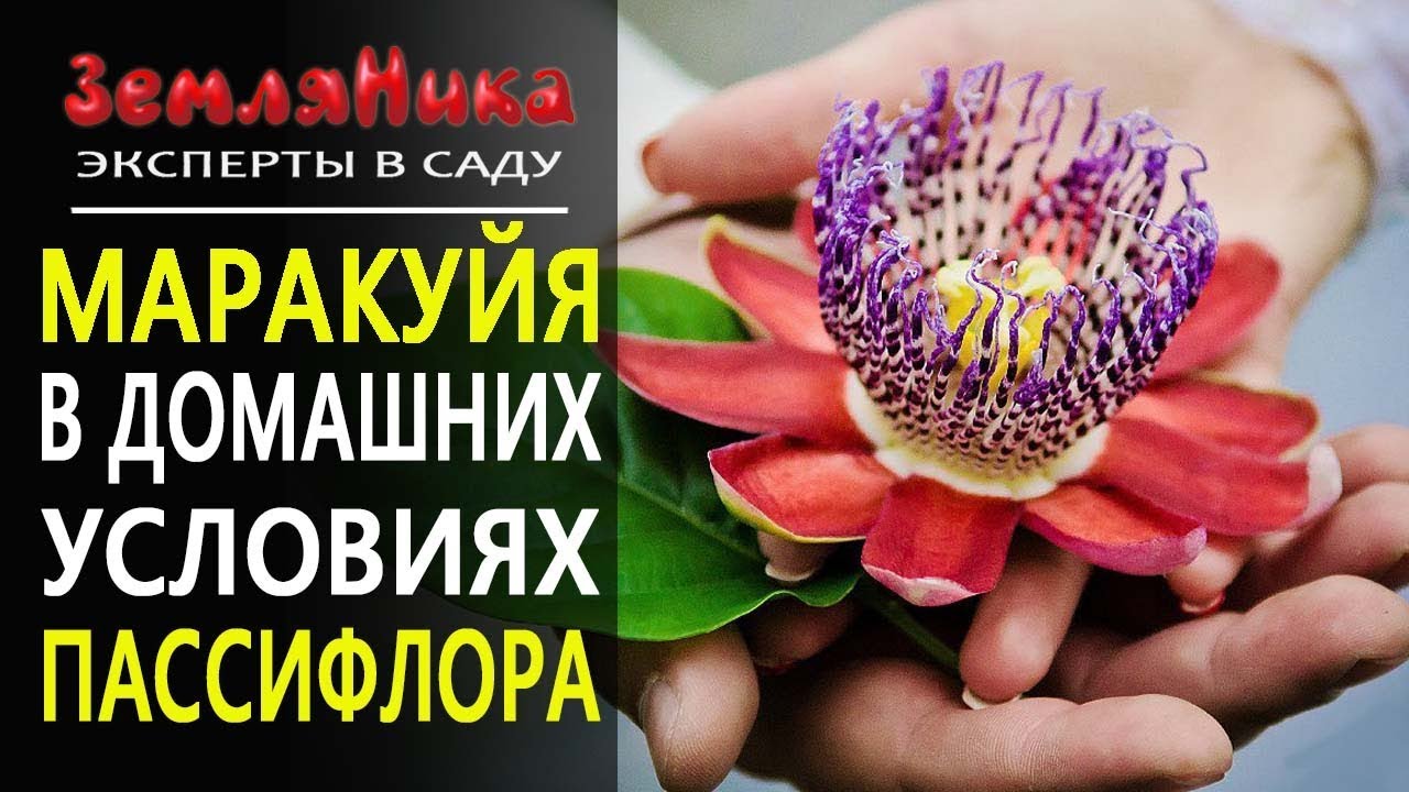 Пассифлора Фото В Домашних Условиях