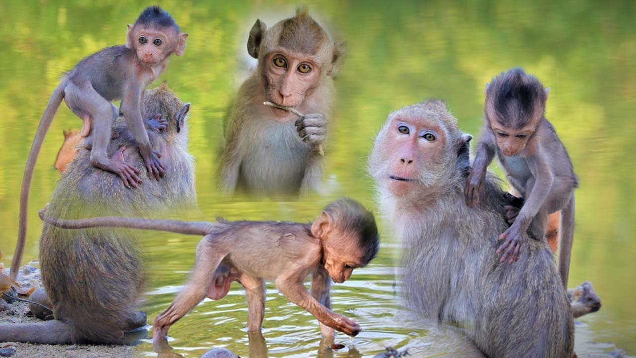 Very cute baby long tail macaque eats snails and fish, swim in the water,  as a natural behavior.