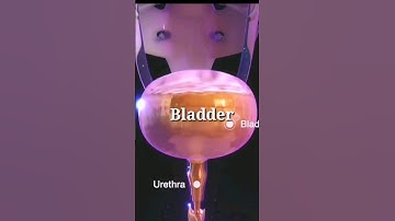 How Urine is Formed? (Animation) | Formation of Urine #shorts #youtubeshorts #medical