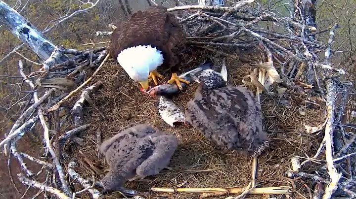 Ep#154 #baldeagle | Review mother bird brings food to feed her chicks | bird nest with nature life