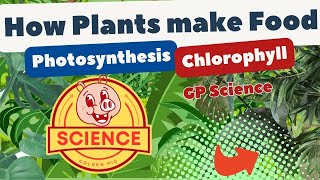 How Plants get their food | Photosynthesis | Chlorophyll | GP Science