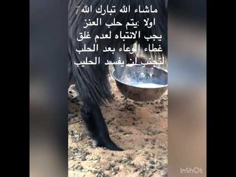 فيديو: كيفية تمييع حليب الماعز