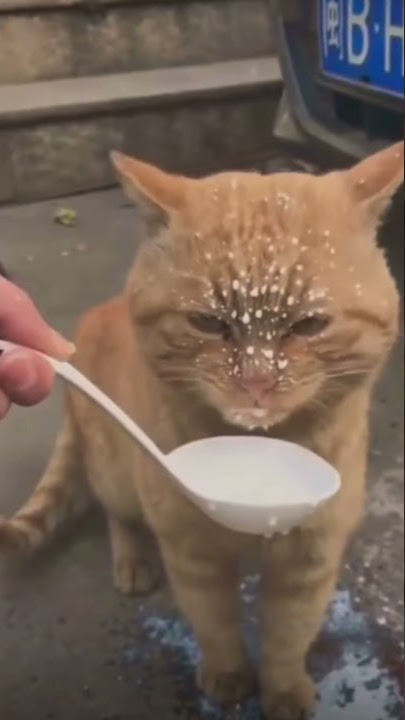 VIDIO KUCING LUCU LAGI MINUM SUSU BELEPOTAN😂😂 #Akushorts #shorts #kucing #kucing