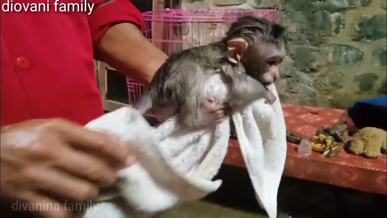 learn to bathe baby monkeys YouTube
