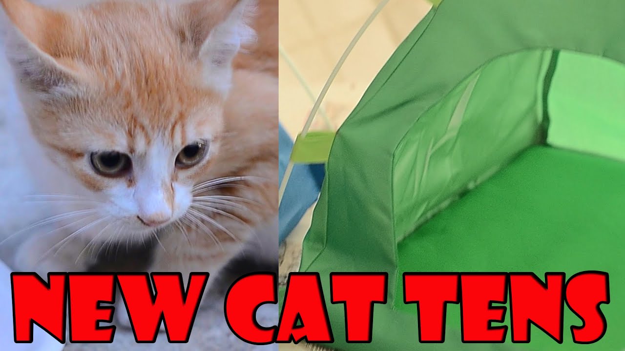 Stray Cats and Kittens Eating Cat Food And Playing Cat Games YouTube