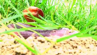 Eastern Brown Snake jumps into the air.#UK Kingdom 🇺🇸.#United State