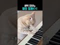 새벽에 피아노 치는 범인의 정체 ㄷㄷ
