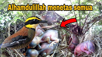 SARANG BURUNG CANTIK PAOK PANCAWARNA DI ALAM LIAR