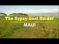 The Gypsy Goat Herder - Maui
