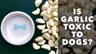 IS GARLIC TOXIC TO DOGS?