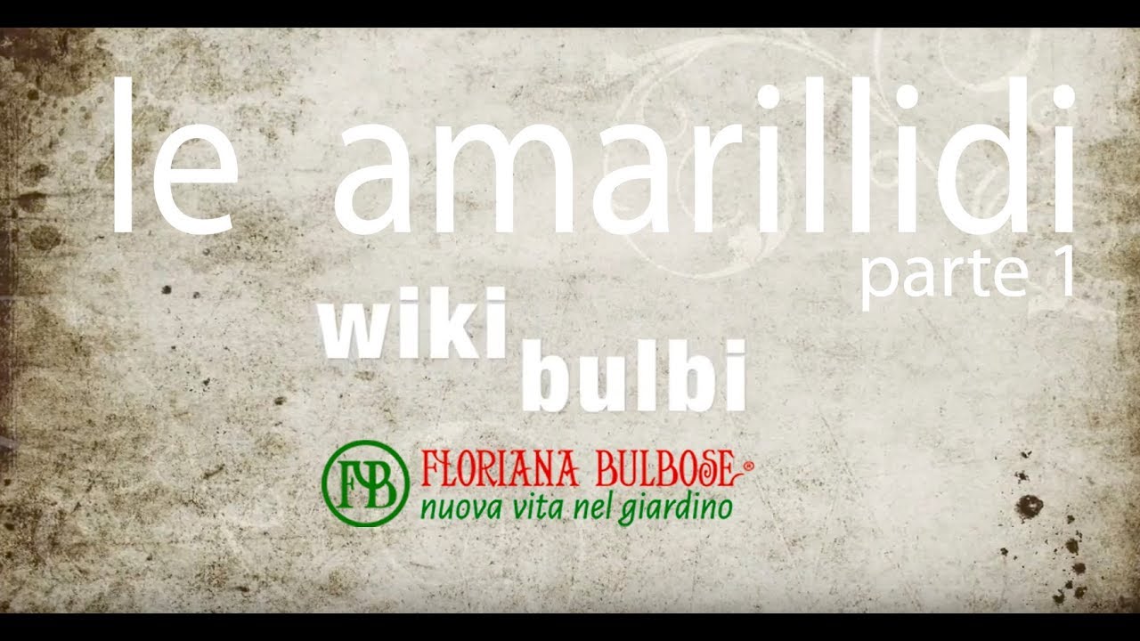 wikibulbi - le amarillidi - Floriana Bulbose