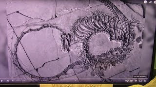 240 Million Year Old Dragon Fossil Found and Very Complete