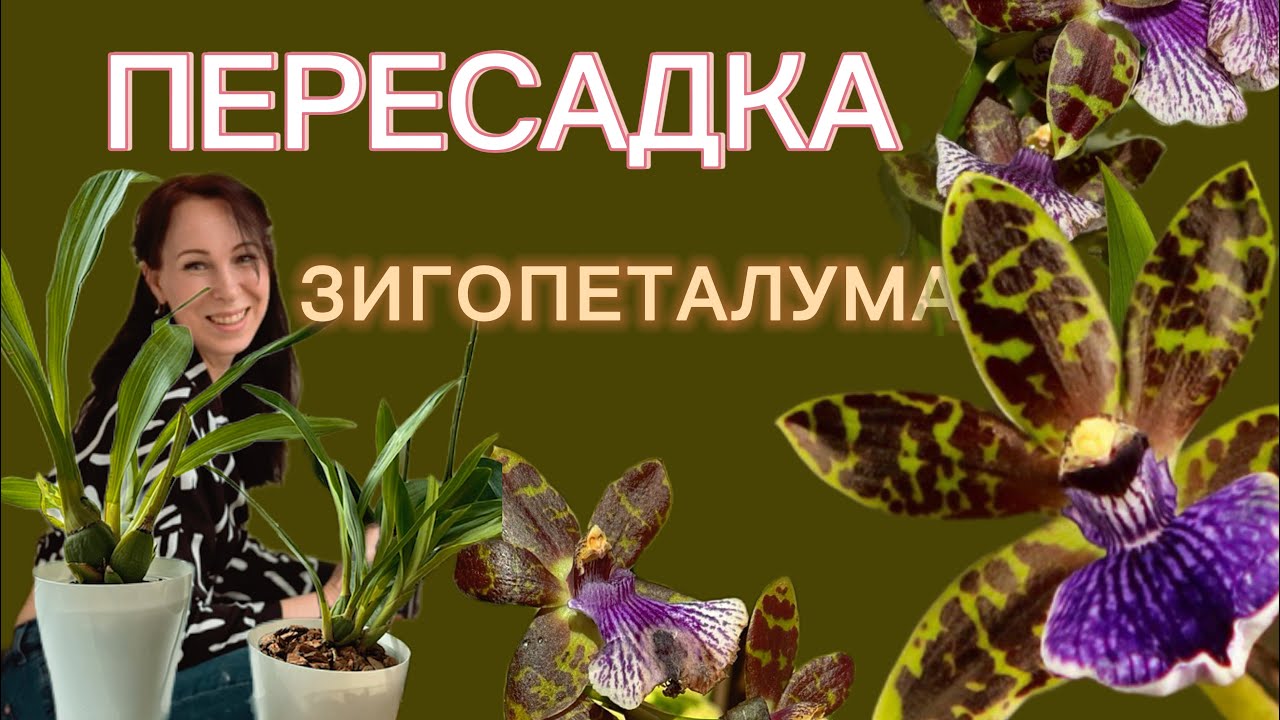 Услуга «ВСЕ включено» Продала и пересадила!