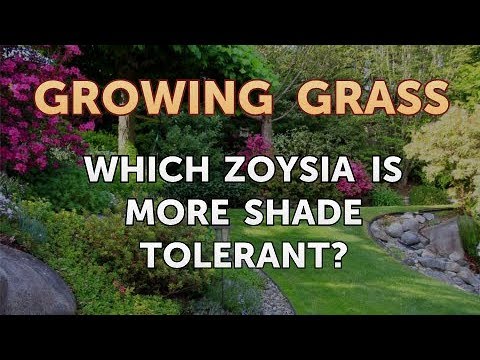 shade tolerant zoysia sod which zoysia is more shade tolerant youtube shade tolerant zoysia sod which zoysia is more shade tolerant youtube