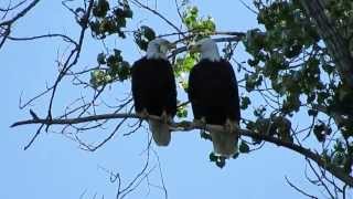 Liberty and the Other Eagle Calling to Each Other